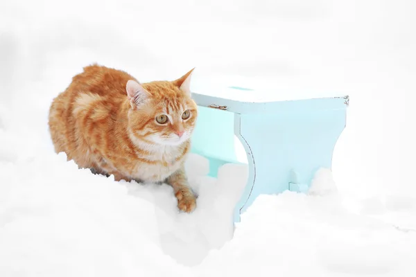 Симпатичный рыжий кот на цветном деревянном стуле на снежном фоне — стоковое фото
