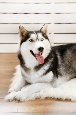 Güzel şirin husky halı odada yatan