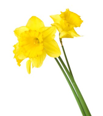 Narcissus çiçeği bembeyaz