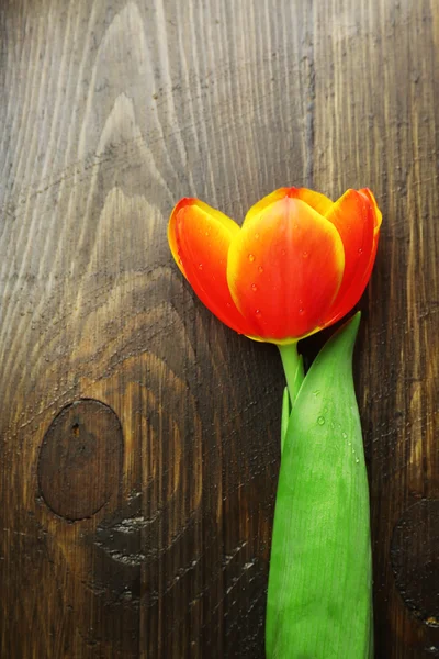 Tulipán flor sobre fondo de madera —  Fotos de Stock