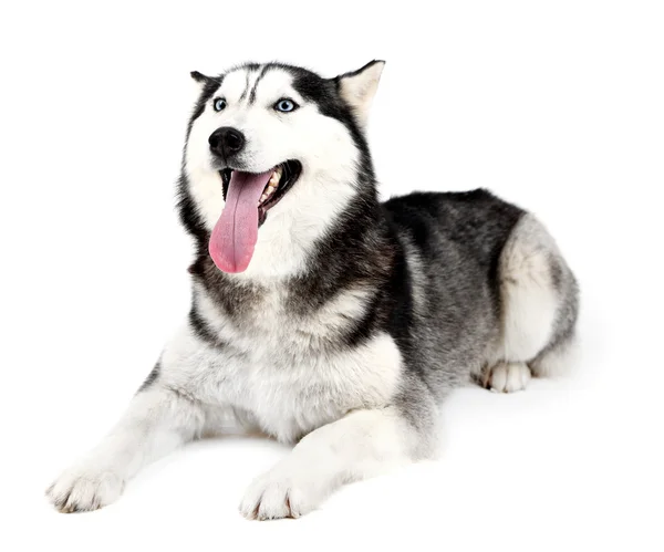 Mooi schattig husky, geïsoleerd op wit — Stockfoto