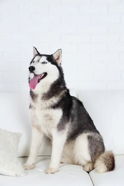 Schöne süße Husky sitzt auf dem Sofa im weißen Zimmer — Stockfoto