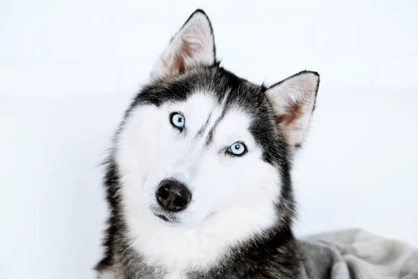 Mooi schattig husky, close-up — Stockfoto