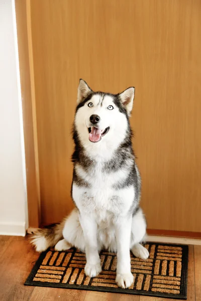 Bonito husky bonito sentado perto da porta no quarto — Fotografia de Stock