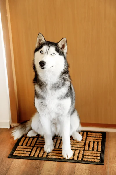 Bonito husky bonito sentado perto da porta no quarto — Fotografia de Stock