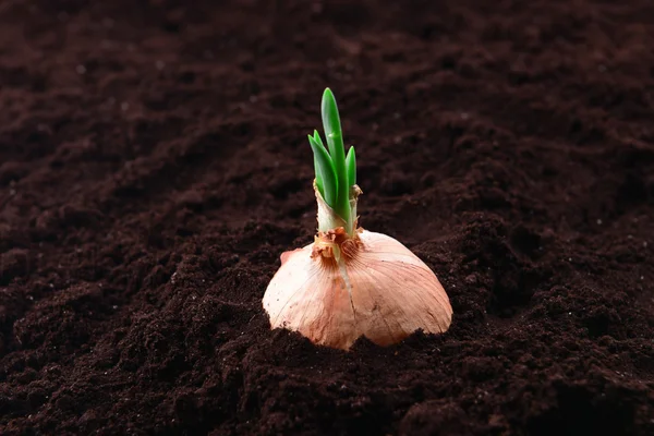 Germinated onion in soil close-up — Stock Photo, Image