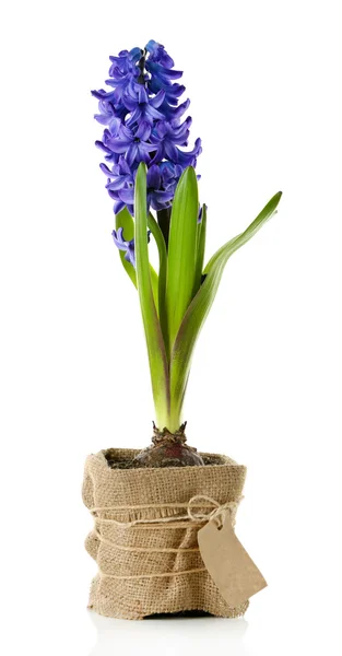 Hyacint Lentebloemen geïsoleerd op wit — Stockfoto