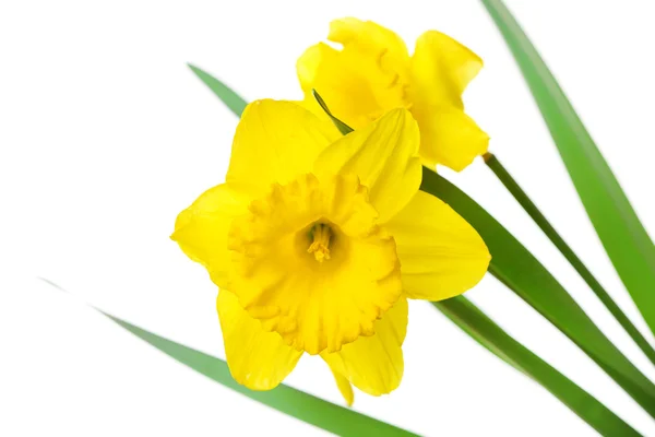Narcissus flower isolated on white — Stock Photo, Image