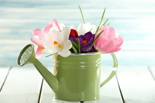 Beautiful spring flowers in metal watering can on blue background — Stock Photo, Image