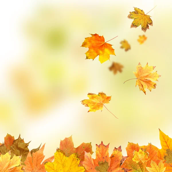 Collage of autumn leaves on bright  background — Stock Photo, Image