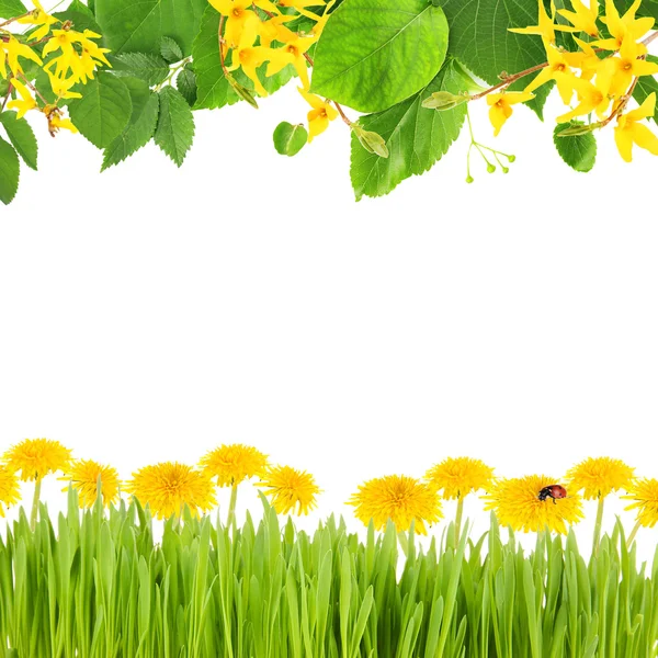 Krásný jarní pozadí s kvetoucí větvičky, zelená tráva a květiny — Stock fotografie