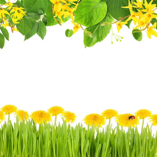 Fundo bonito da mola com galhos florescendo, grama verde e flores — Fotografia de Stock