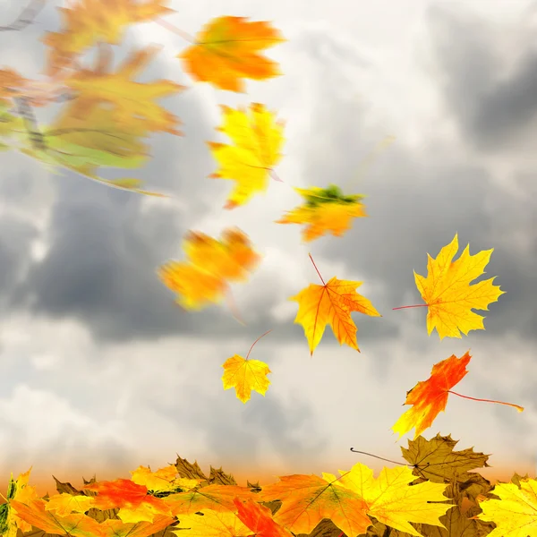 Collage of autumn leaves on sky background — Stock Photo, Image