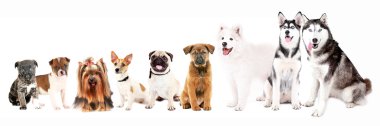 Köpekler üzerinde beyaz izole