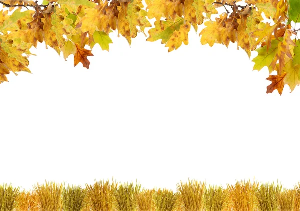 Beautiful autumn background with leaves and grass — Stock Photo, Image