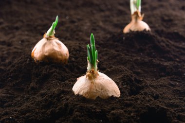 Toprak yakın çekim germinated soğan