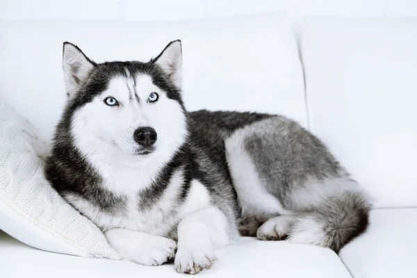 Bonito husky bonito deitado no sofá na sala branca — Fotografia de Stock