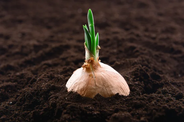 Germinated onion in soil close-up — Stock Photo, Image