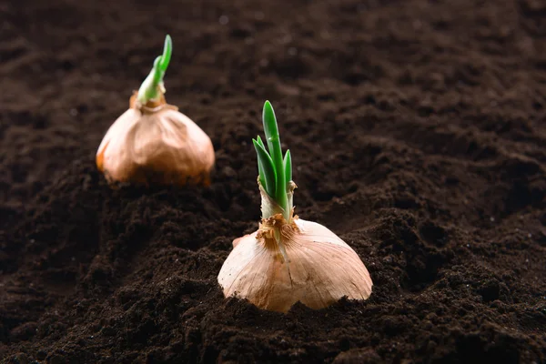 Germinated onion in soil close-up — Stock Photo, Image