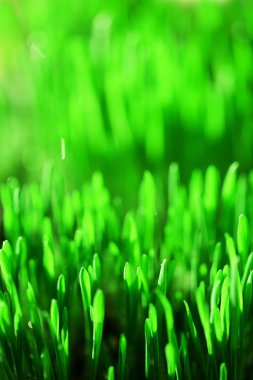 Islak çimen yakın çekim arka plan