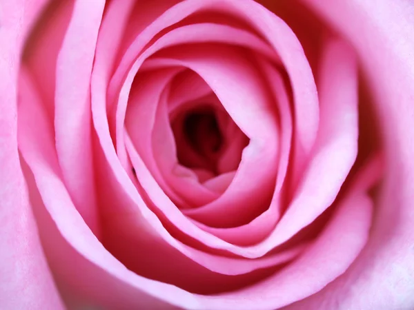 Belle rose rose gros plan — Photo