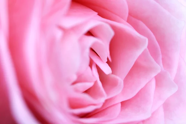 Vacker rosa Rose närbild — Stockfoto