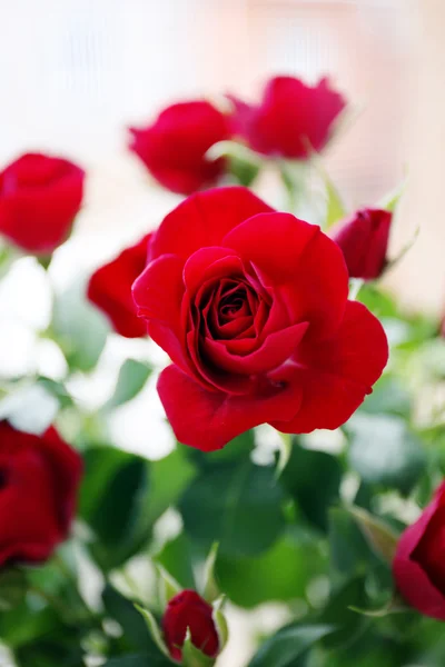 Belle rose rosse da vicino — Foto Stock