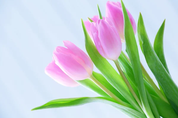 Lindas tulipas rosa no fundo claro — Fotografia de Stock