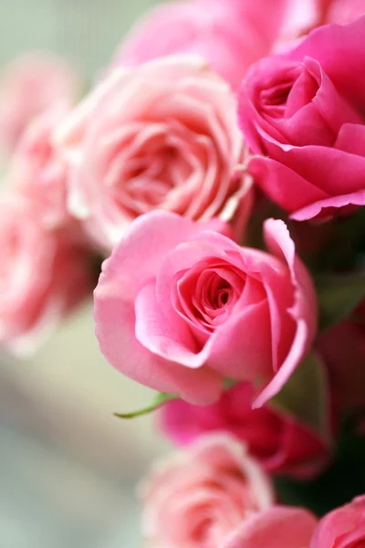 Πανέμορφα ροζ τριαντάφυλλα σε κοντινό πλάνο — Φωτογραφία Αρχείου