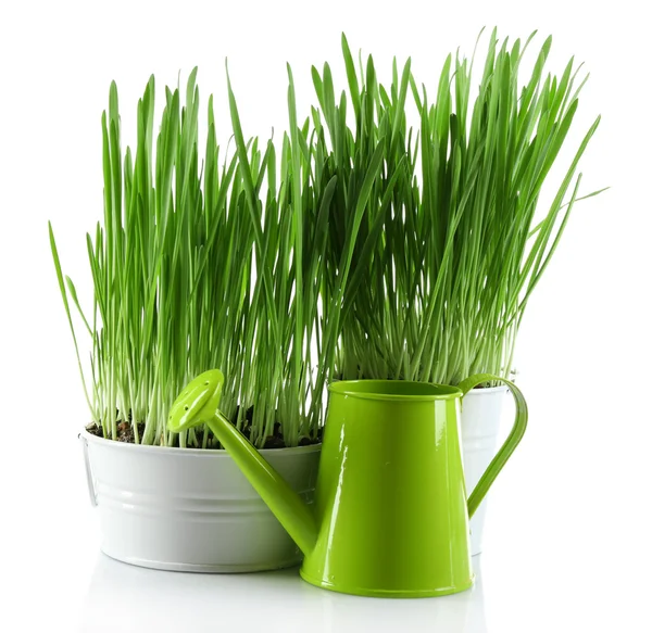 Küçük metal kova ve dekoratif sulama olabilir, üzerinde beyaz izole taze yeşil çim