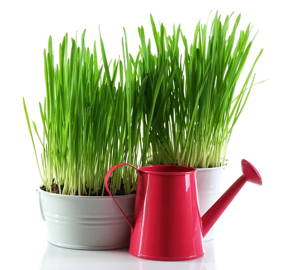 新鲜的绿草，小金属桶和装饰喷壶，白色上孤立 — 图库照片