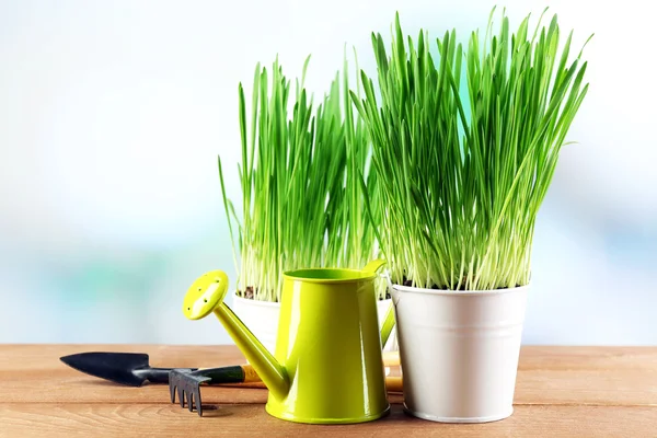 Čerstvé zelené trávě v malých kovových kbelíků, konev a zahradní nářadí na dřevěný stůl, na světlé pozadí — Stock fotografie