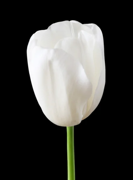 Hermoso tulipán blanco sobre fondo negro — Foto de Stock