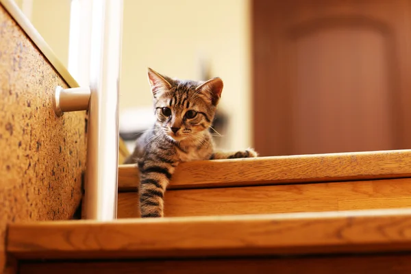 Kitten on staircase, indoors — Stock Photo, Image