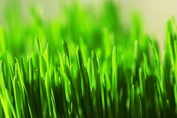 Vått gräs närbild bakgrund — Stockfoto