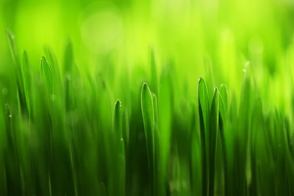 Wet grass close-up background — Stock Photo, Image