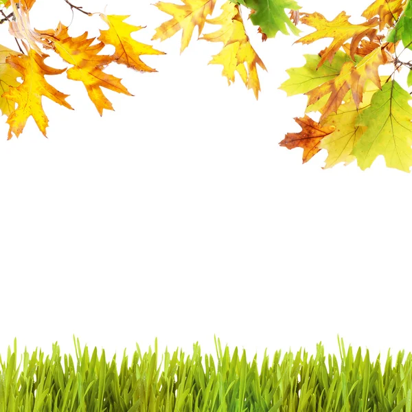 Beautiful autumn background with leaves and grass — Stock Photo, Image