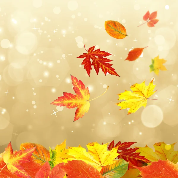 Collage of autumn leaves on bright  background — Stock Photo, Image