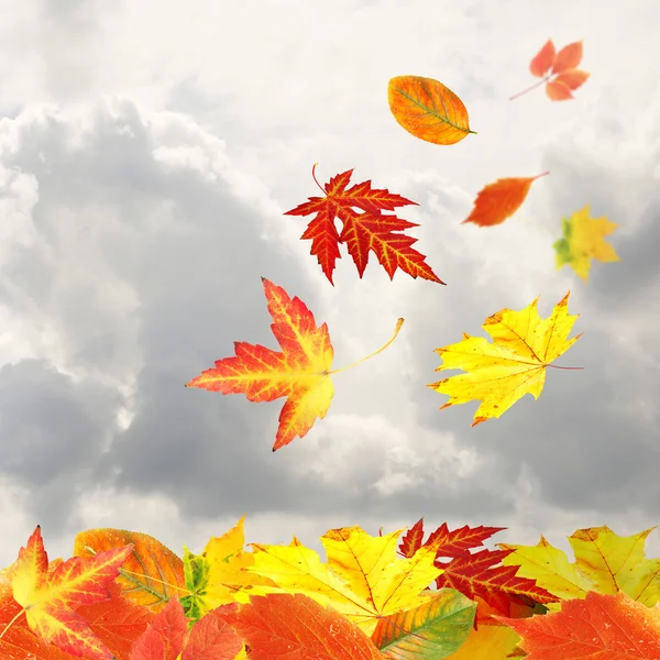 Collage de hojas de otoño sobre el fondo del cielo —  Fotos de Stock