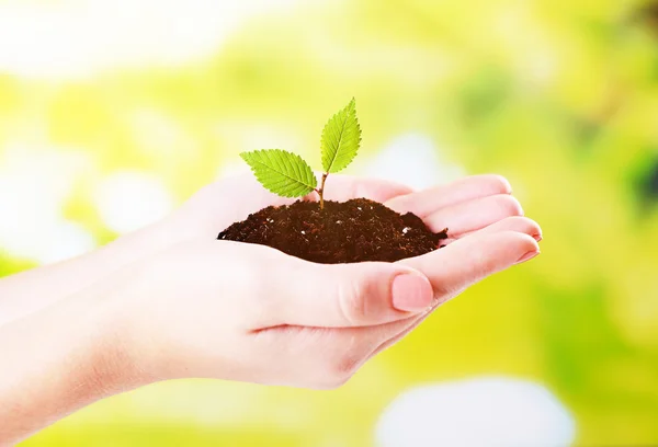 Plant in hands on sunny nature background — Stock Photo, Image