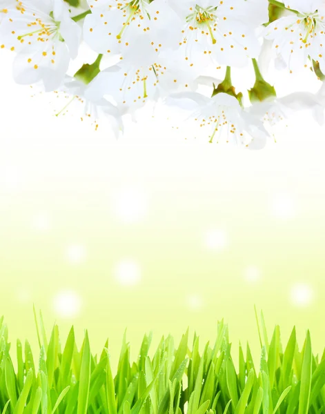 Prachtige lente achtergrond met bloeiende takjes en gras — Stockfoto