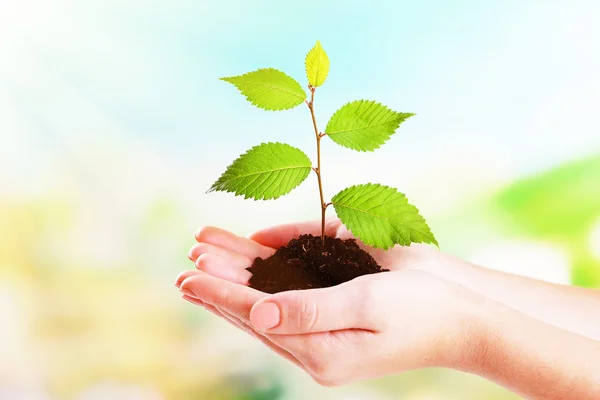 Plant in hands  on sunny nature background Stock Photo