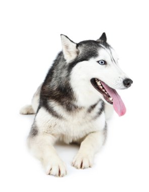 Güzel şirin husky, beyaz izole