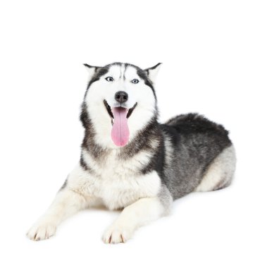 Güzel şirin husky, beyaz izole