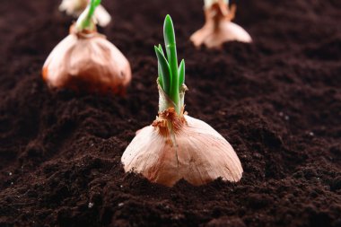 Toprak yakın çekim germinated soğan