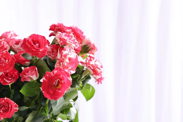 Beautiful roses on light background — Stock Photo, Image
