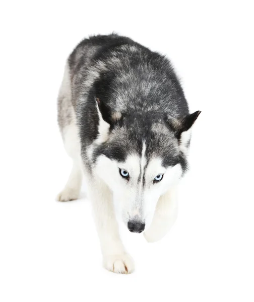 Mooi schattig husky, geïsoleerd op wit — Stockfoto