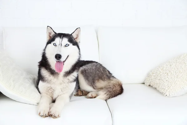 Hermoso lindo husky acostado en el sofá en la habitación blanca —  Fotos de Stock