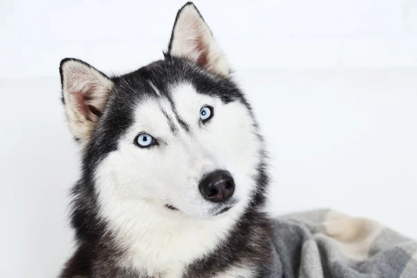 Mooi schattig husky, close-up — Stockfoto