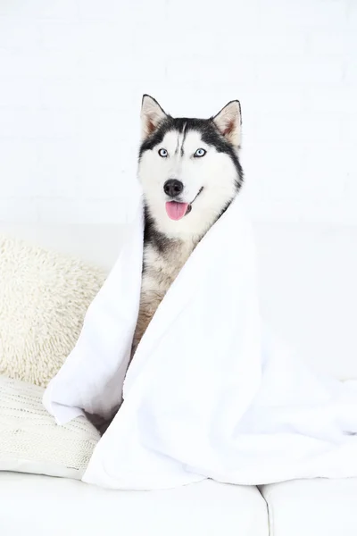 Hermoso husky lindo con toalla sentado en el sofá en la habitación blanca —  Fotos de Stock